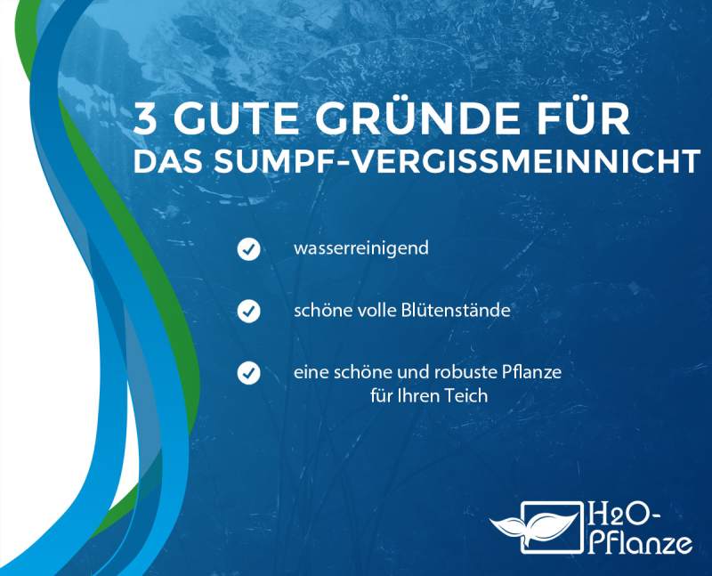 Sumpfvergißmeinnicht - Myosotis palustris